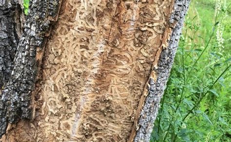 Tree experts prepare for more emerald ash borer calls after Littleton case